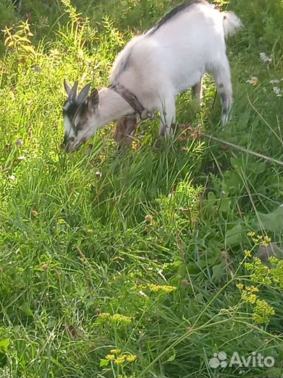 Козлята, мальчики