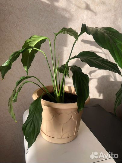 Спатифиллум