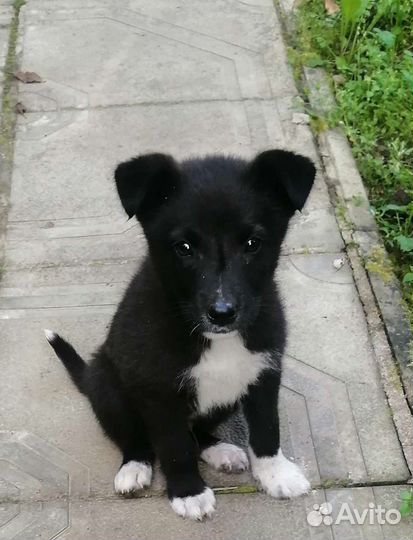 Щенок в добрые руки