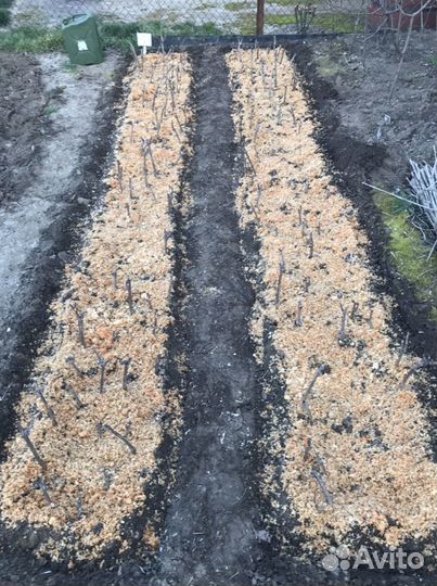 Молодая лоза Каберне (корнесобственная)