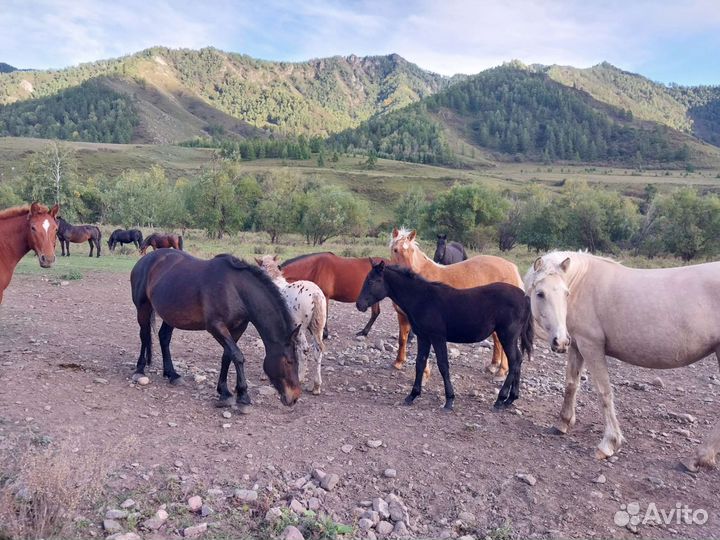 Продам жеребят