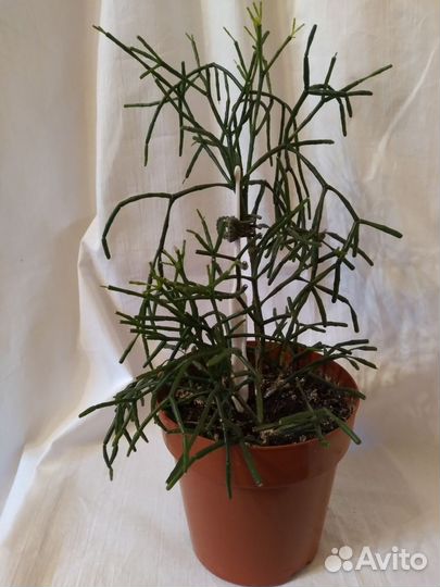 Комнатные растения: сциндапсус, переромия, хатиора