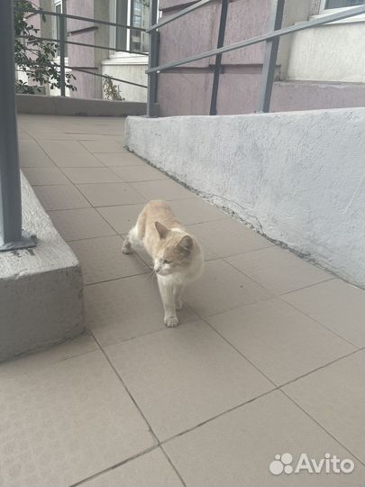 Кот мальчик в добрые руки