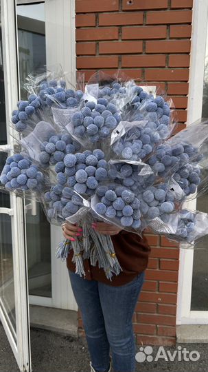 Краспедия стабилизированная