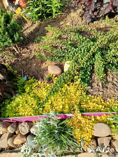 Вербейник монетчатый