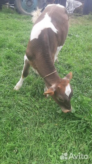 Телка 5 месяцев