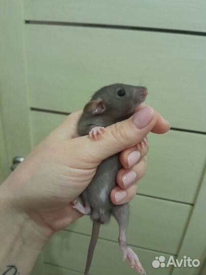 Крысята дамбо