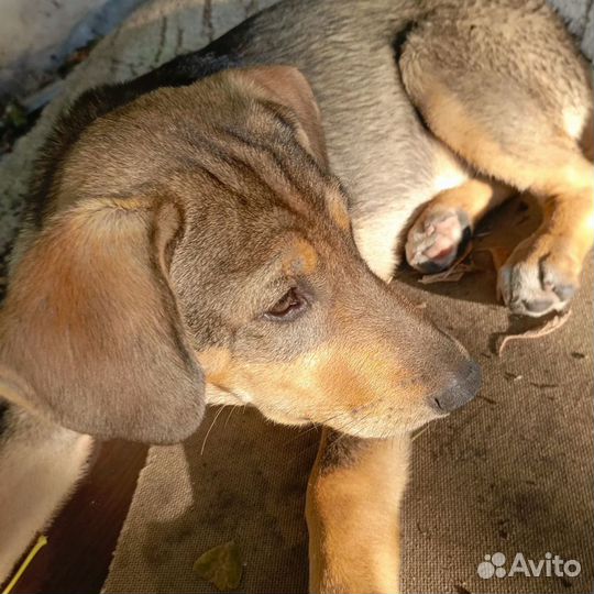 Собака в добрые руки щенок