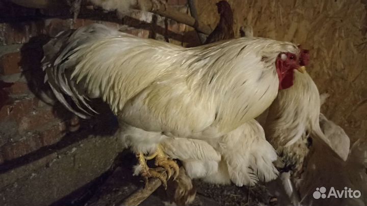 Петухи