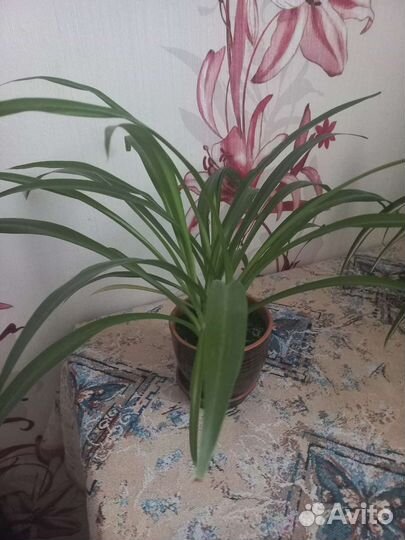 Хлорофитум