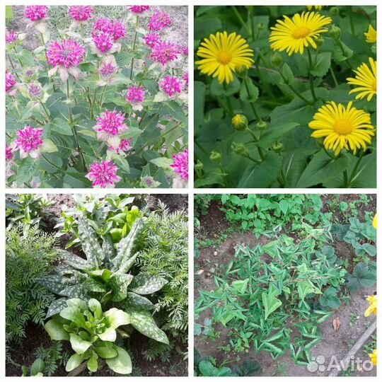 Садовые цветы и растения