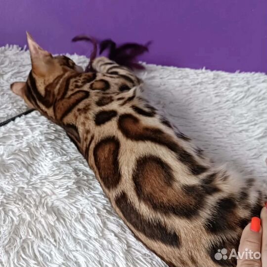 Бенгальская кошка