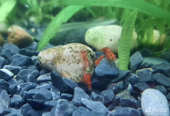 Вишни креветки, сомики, гуппи