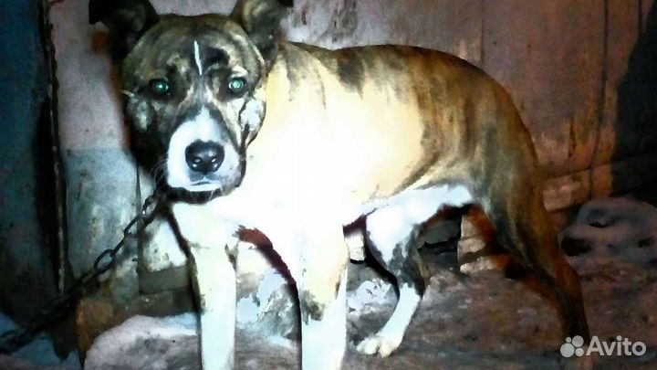 Стафф Бесплатно