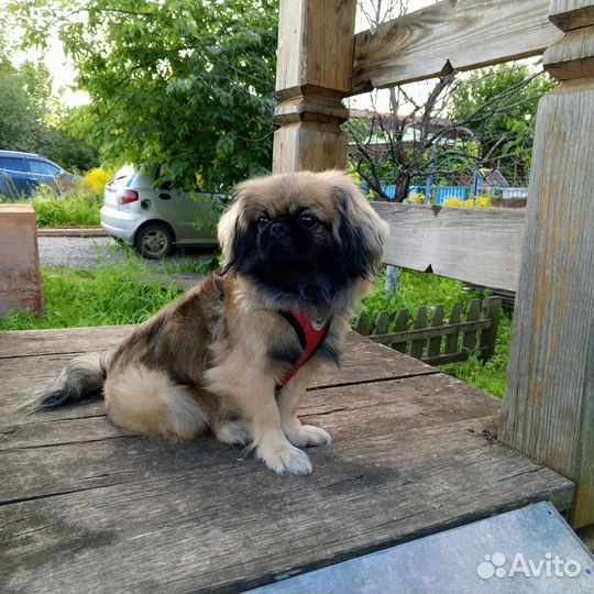 Пекинес девочка