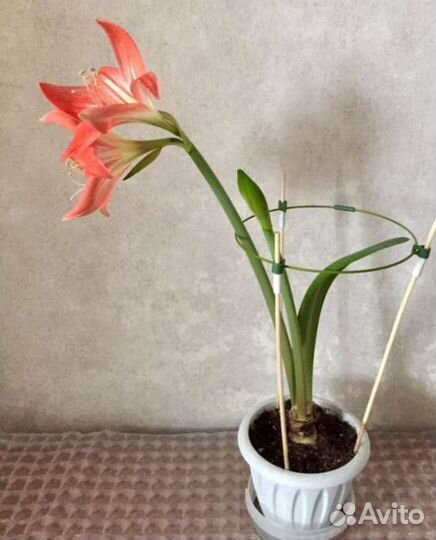 Гиппеаструм