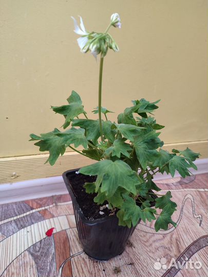 Герань пеларгония, горшок 2л