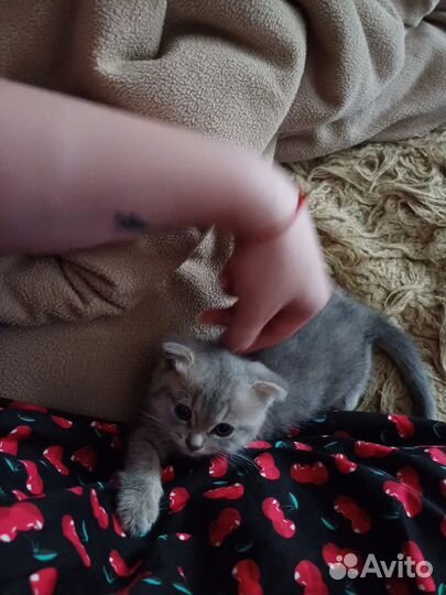 Котята бесплатно