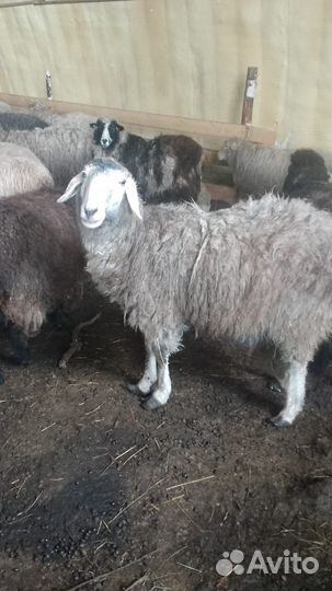 Овцематки и ягнята