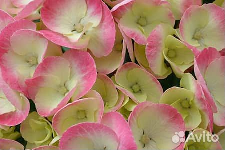 Гортензии Бесконечное Лето Блу, Эрли Блю, Рембранд