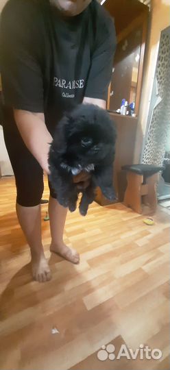 Щенки пекинеса