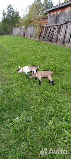 Продаются козлята