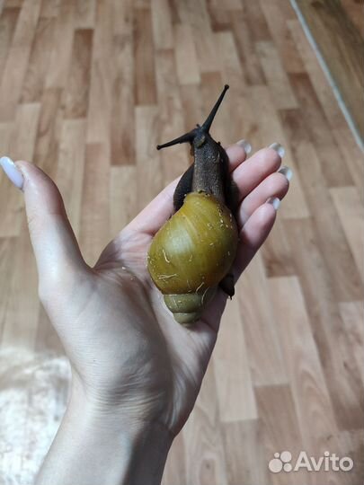 Улитки архахатины