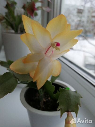 Декабрист шлюмбергера