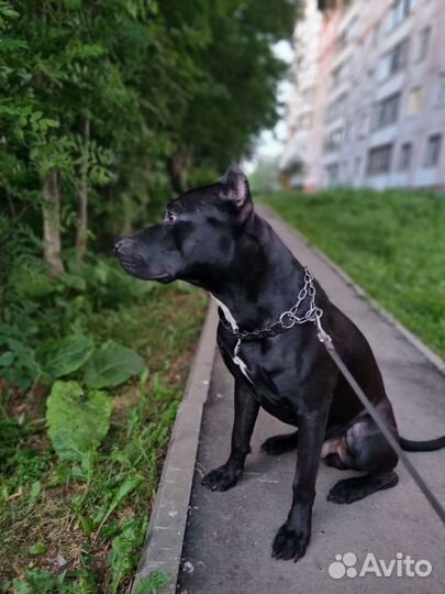 Вязка питбуля