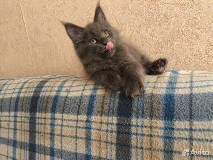 Котята мейн-кун