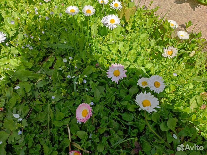 Маргаритки