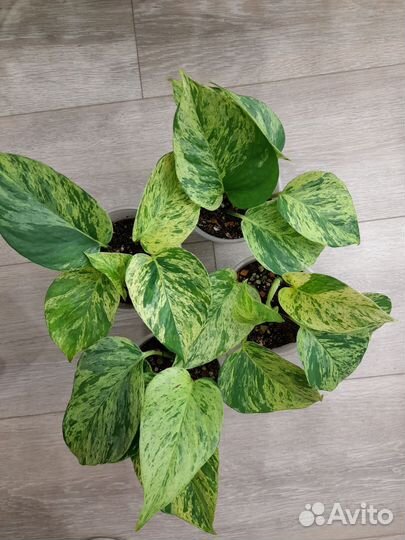 Эпипремнум