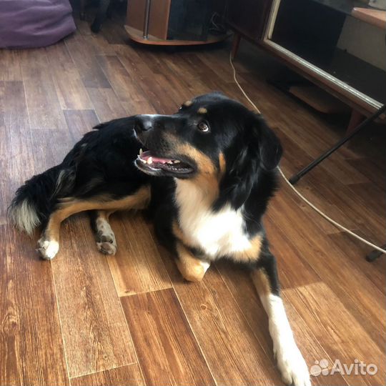 Бернский зенненхунд