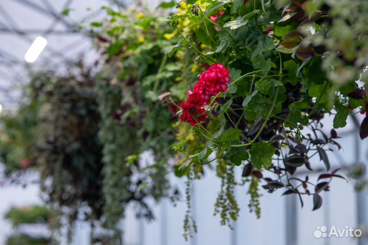 Рассада цветов