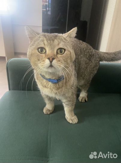 Вязка шотландский котик