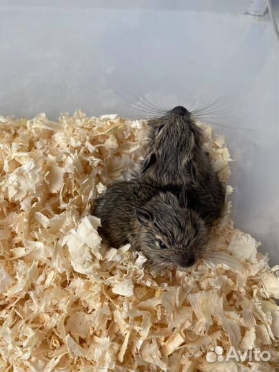 Бельчата дегу