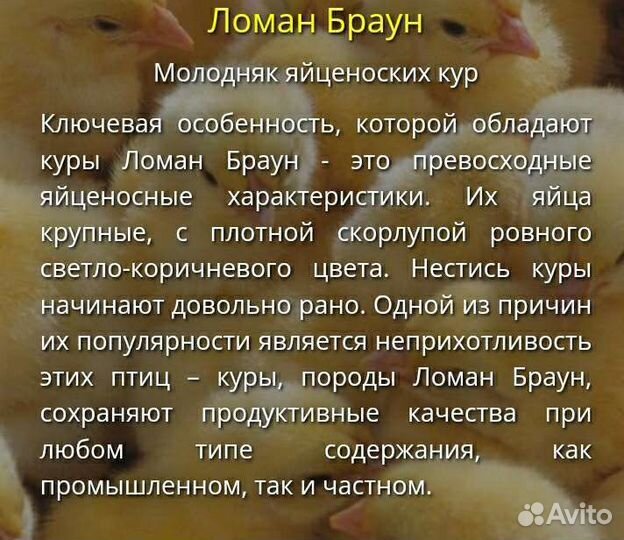 Петушки ломан браун