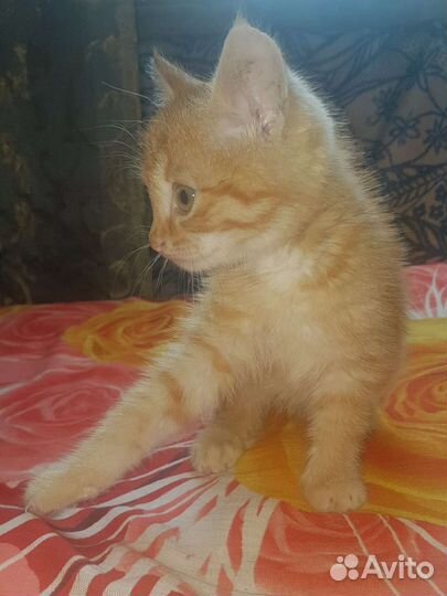 Кошка в дар бесплатно