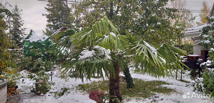 Пальма трахикарпус Форчуна Trachycarpus fortunei