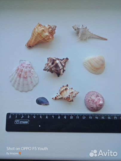 Морские ракушки и камушки