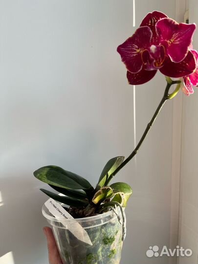 Орхидея фаленопсис бабочка
