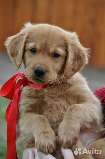 Передержка собак