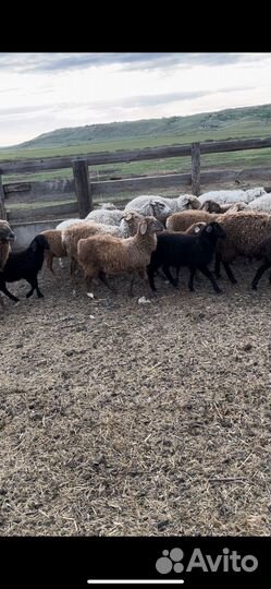 Овцы бараны ягнята