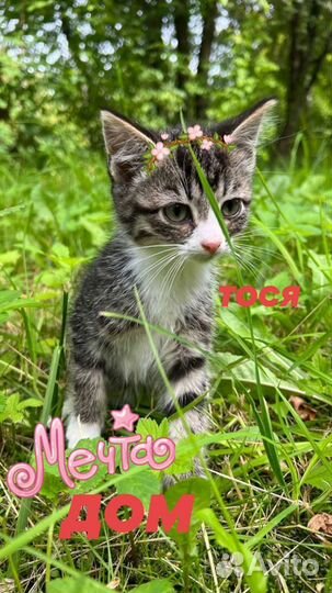 Кошки в добрые руки бесплатно