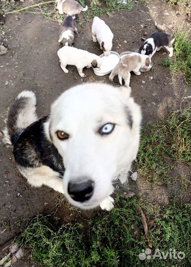 Собака алабай щенки