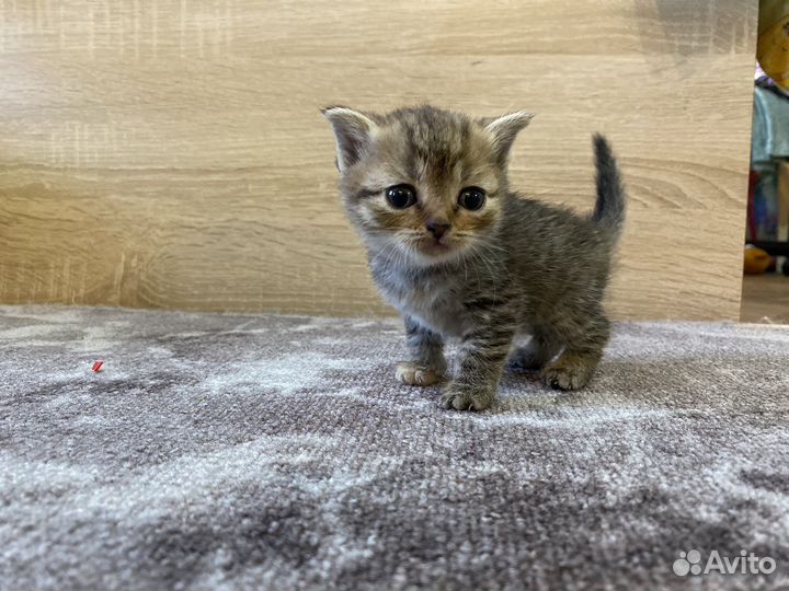 Шотландская вислоухая