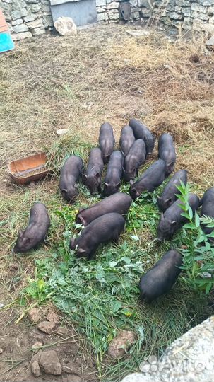 Обменяю вьетнамских поросят на белых поросят