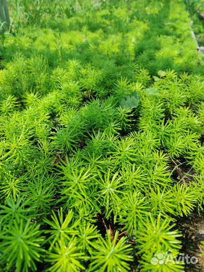 Пихта Нордмана. Двухлетняя. Оптом