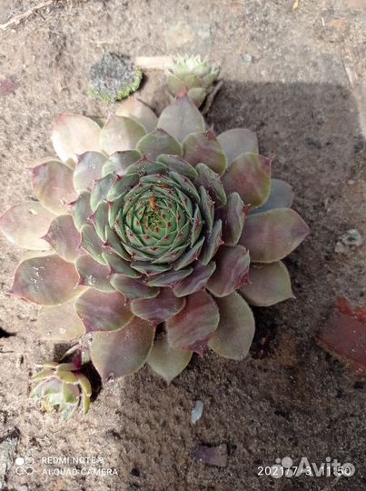 Каменная роза