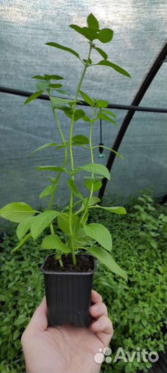 Мята 28 сортов в наличии